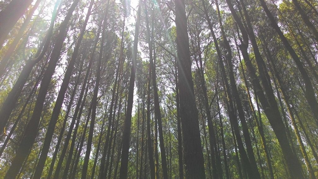 Hutan Pinus Imogiri